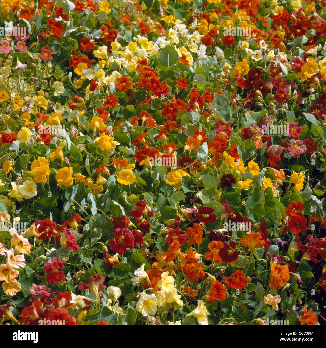 Nasturtium - `Jewel Mixed'   ANN063801 Stock Photo